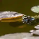 Befreie deinen Tag mit der Eat-The-Frog Technik