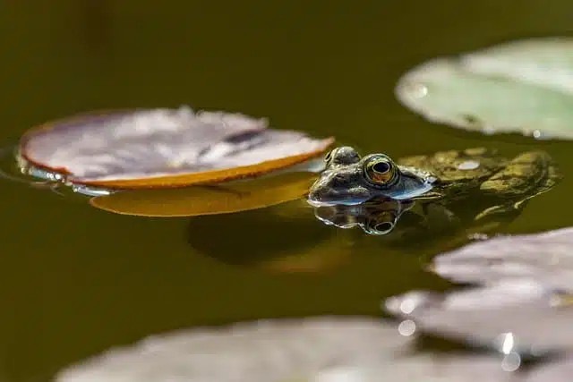 Befreie deinen Tag mit der Eat-The-Frog Technik